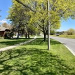 Streets surrounded with trees