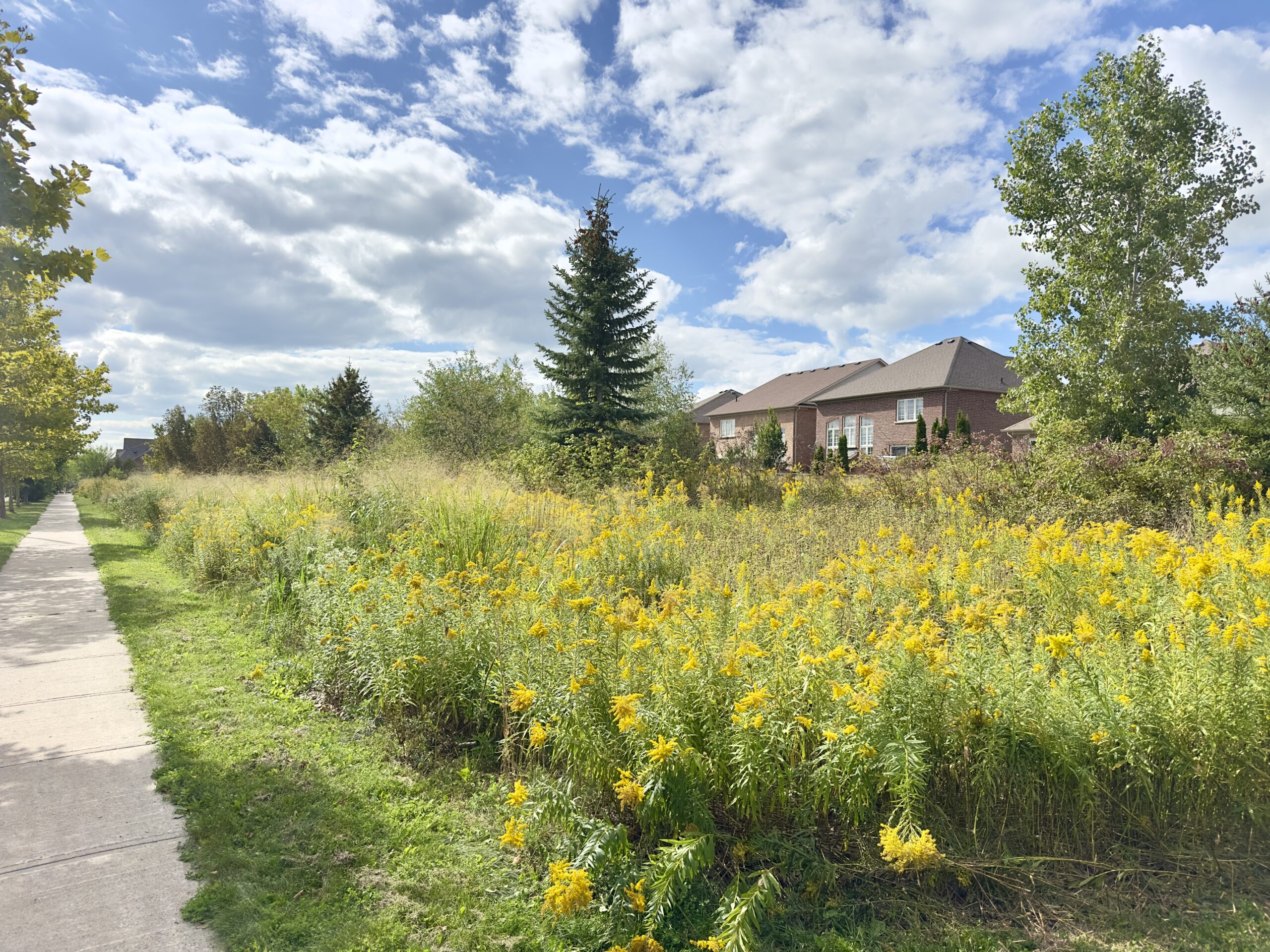 Wildflowers and long grass beside a walking path in Southfields, Caledon