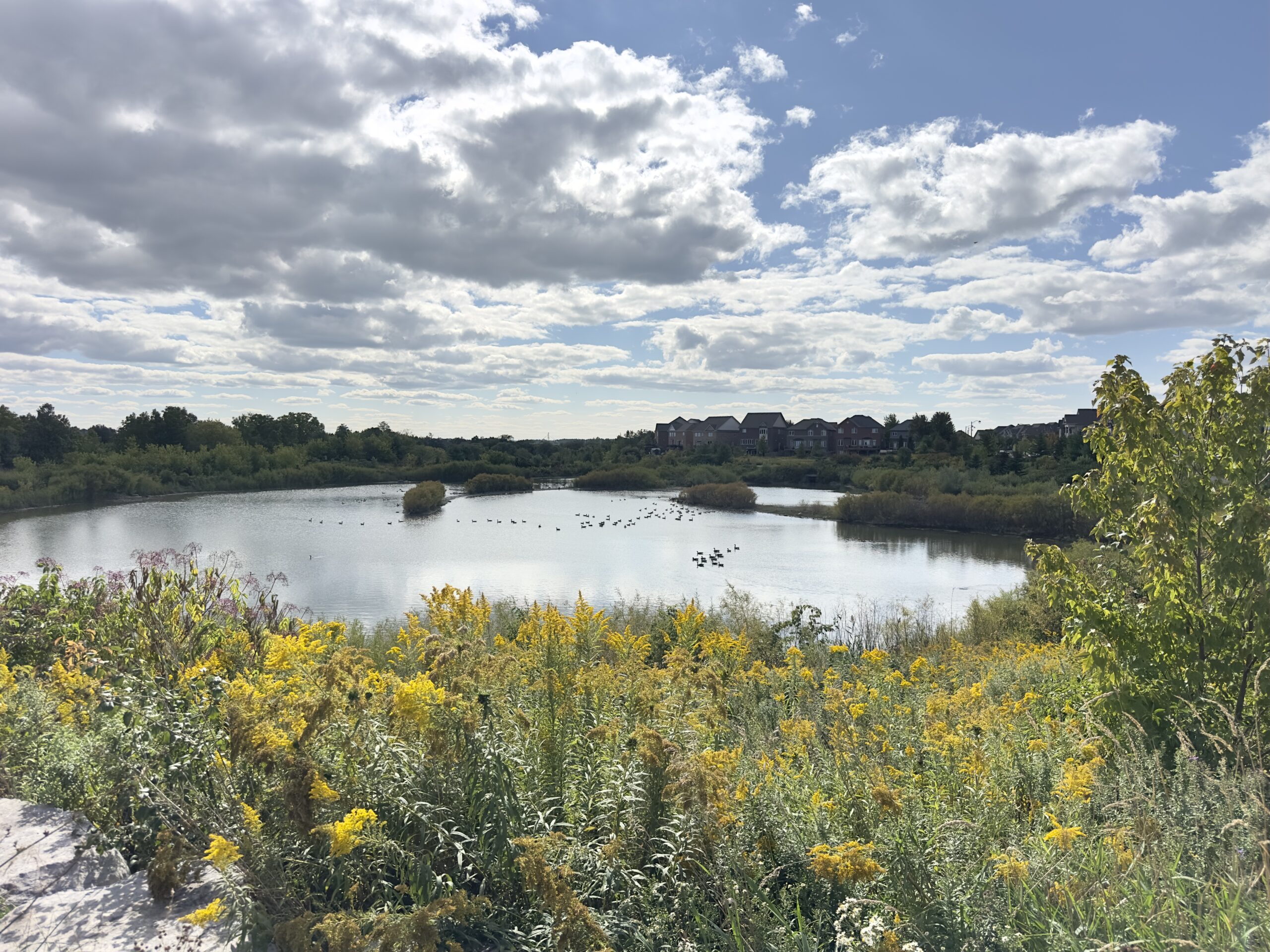 Pond with long grass and wildflowers backing onto homes in Southfields, Caledon